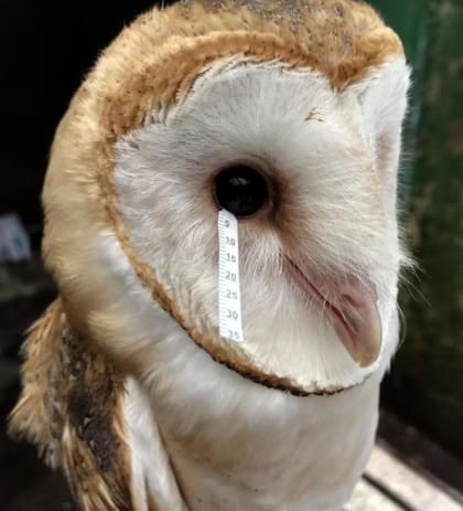 Los ojos grandes permiten que se produzcan largos intervalos de parpadeos. Fuente: ARIANNE P. ORIÁ