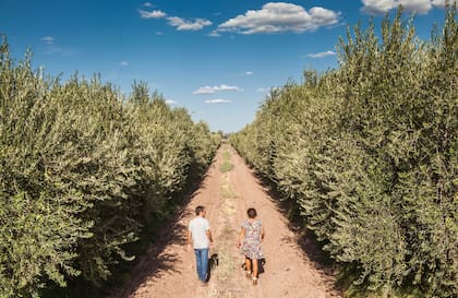 Los olivares de bodega Zuccardi: el aceite de oliva también es un baluarte de la producción mendocina.