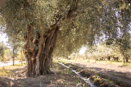 Los olivos de Laur son atípicos en Mendoza: muchas de las fincas históricas se venden para proyectos inmobiliarios que son más rentables que los agrícolas y se va perdiendo la olivicultura.