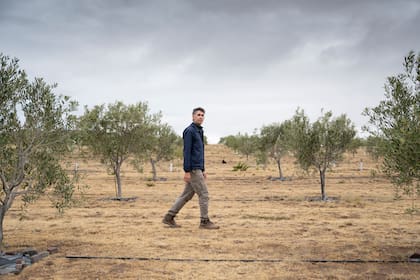 Los olivos están junto a la casa que recibe huéspedes