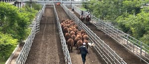 Cierre de semana con altibajos en el Mercado Agroganadero de Cañuelas