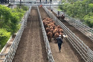 Cierre de semana con altibajos en el Mercado Agroganadero de Cañuelas