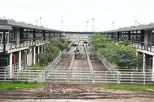 Mayor oferta semanal y repunte en los precios en el Mercado Agroganadero de Cañuelas