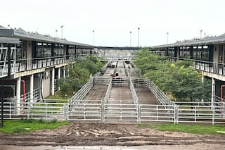 Mayor oferta semanal y repunte en los precios en el Mercado Agroganadero de Cañuelas