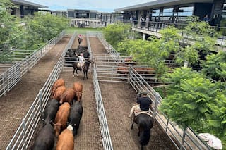 Comenzó la semana con subas en el Mercado Agroganadero de Cañuelas