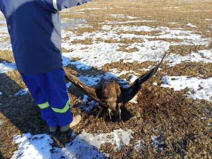 Los operarios de SPSE en el momento qu encuentran los restos del ave electrocutada.
