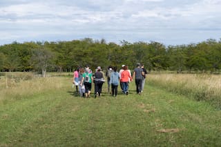 La práctica japonesa que implica un baño de bosque y que busca mejorar la salud