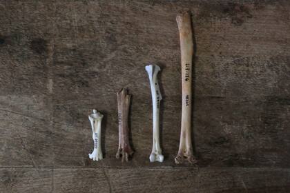 Los ornitólogos encontraron restos de huesos carbonizados, por lo que concluyeron que su extinción tuvo que ver con que formaban parte de la dieta de los primeros humanos