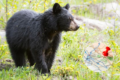 Los osos negros muestran signos de incomodidad, como gruñidos y chasquidos, cuando se sienten amenazados.