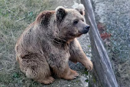 Los osos podrían ser trasladados a otro zoológico de Jordania