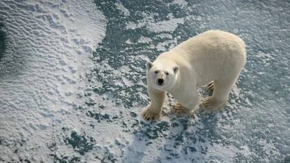 Los osos polares dependen del hielo marino como plataforma de caza