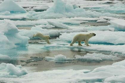 Los osos polares están en peligro