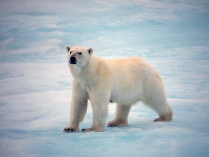 Los osos polares son algunos de los animales que pueden observarse a lo largo del crucero.