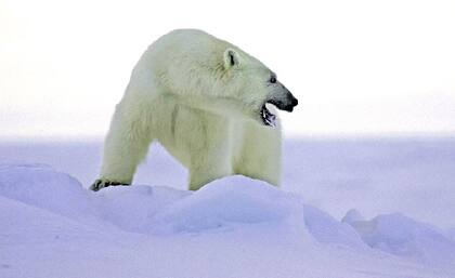 Los osos, símbolo del polo norte