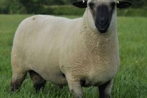Scrapie: una señal que exige rigor y prudencia