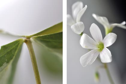 Los oxalis suelen verse hacia el amanecer en días frescos. Cuando aparecen dispuestas equilibradamente como arte de un orfebre en realidad se trata de un fenómeno interno de la planta llamado gutación.