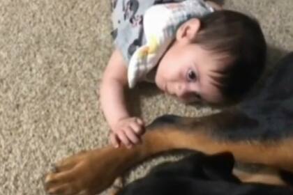 Los padres solían publicar en las redes sociales fotos y videos de la beba con los perros