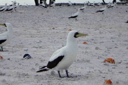 Los pájaros bobos y los cangrejos anaranjados son los verdaderos dueños del atolón