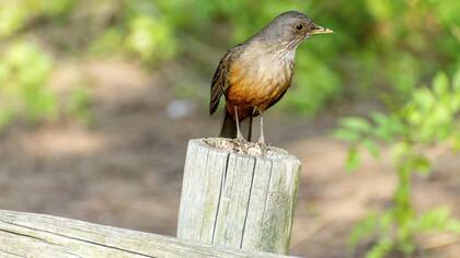 Los pájaros inspiraron a los poetas