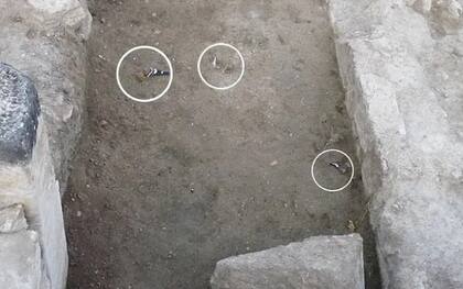 Los pájaros que murieron mientras los arqueólogos realizaban la excavación