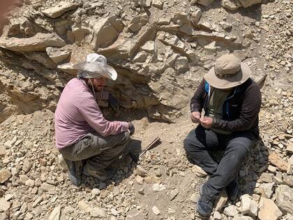 Los paleontólogos italianos intentan hallar el cráneo de Perucetus colossus, ya que revelaría la alimentación que tuvo