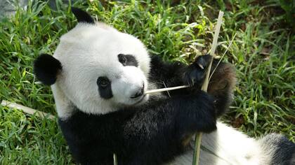 Los pandas deben comer entre 12 y 38 kg de bambú al día para satisfacer sus necesidades