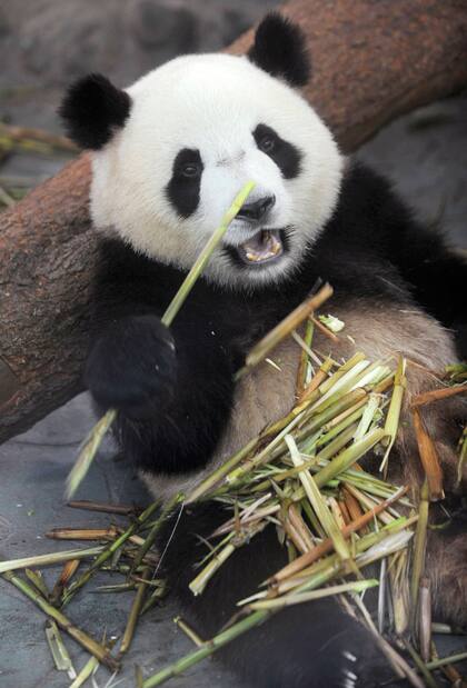 Los pandas gigantes salieron de la lista de especies amenazadas