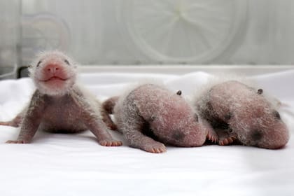 Los pandas gozan de buena salud, según el zoo