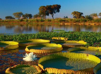 Los parques nacionales Predelta (foto) e Islas de Santa Fe, en el Delta, nuevos ambientes protegidos