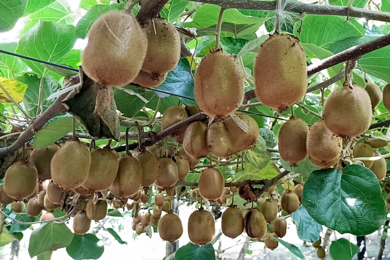 De producción a experiencia: el negocio del kiwi en Saladillo