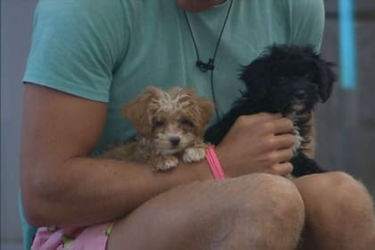 Los participantes discutieron el nuevo nombre de la perrita (Captura video)