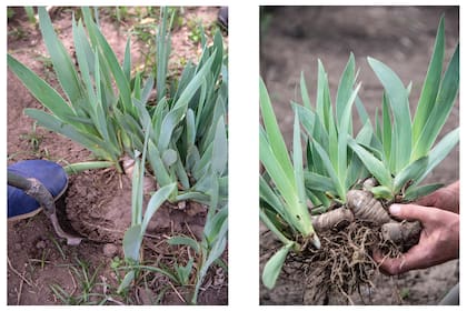 Los pasos de cómo dividir las matas de Iris germanica. Foto Izquierda: paso 1. Foto derecha: paso 2.
