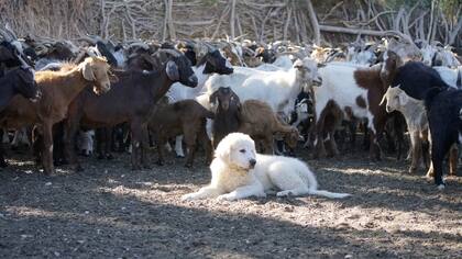 Los Pastores de los Pirineos son una de las razas que mejor se adaptan al proceso de "imprinting" junto con el de Anatolia.