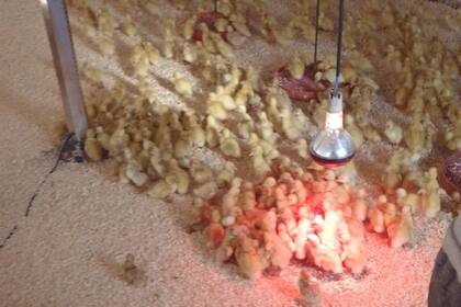 Los patos de la granja de Cristian Coronel