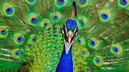 Los pavo real son animales que se reproducen con gran facilidad