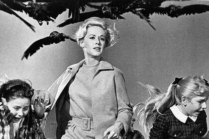 Los pájaros. La nobleza del miedo, filmada por Hitchcock