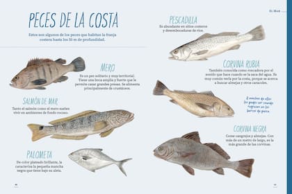 Los peces costeros en las páginas de "Veo Veo en la playa"
