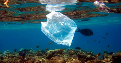 Los peces pueden tragar la basura y luego, al consumirlos, esos desperdicios pasan a nuestro organismo