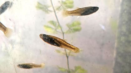 Los peces que reparte la Facultad de Agronomía de la UBA para controlar el mosquito que transmite el dengue