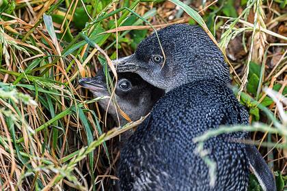 Los pequeños pingüinos tienen plumas de un tono azul "metalizado", miden entre 35 y 42 cm, y pesan alrededor de un kilo