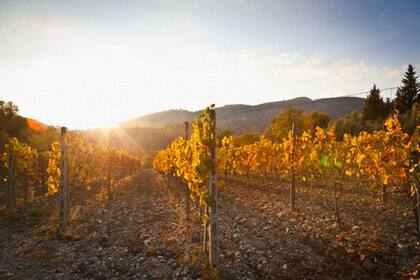 Pequeños productores ya no participan del juego engañoso de la cosecha abundante