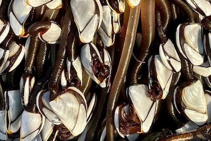 Los percebes se aferran a superficies duras y se alimentan de filtración para poder sobrevivir