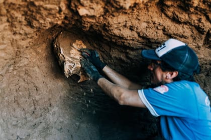 Los perezosos gigantes podían pesar hasta 800 kilos