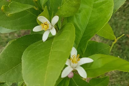 Los perfumadísimos azahares del limonero son una razón más para cultivar este gratificante árbol