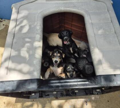 Los perritos lograron ser adoptados gracias a la acción de la rescatista (Foto: The Dodo)