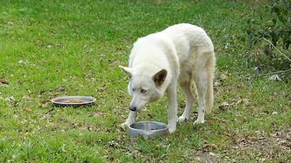 Los perros adultos deben comer dos veces al día