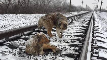 Los perros antes de ser rescatados / Facebook: Denis Malafeev