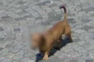 Por qué Google Maps comenzó a blurear la cara de los perros en Street View