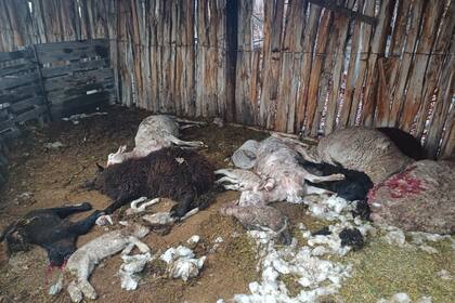 Los perros atravesaron la cerca y atacaron las ovejas que estaban recién paridas