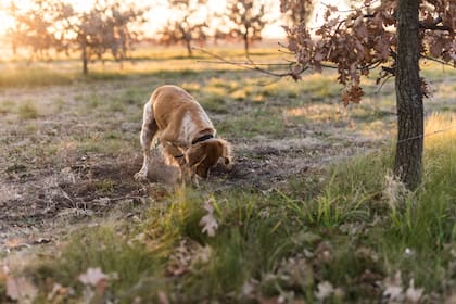 Los perros buscadores están atraídos por el olor de la trufa, pero no les interesa comerla. Reciben un premio por encontrarla.